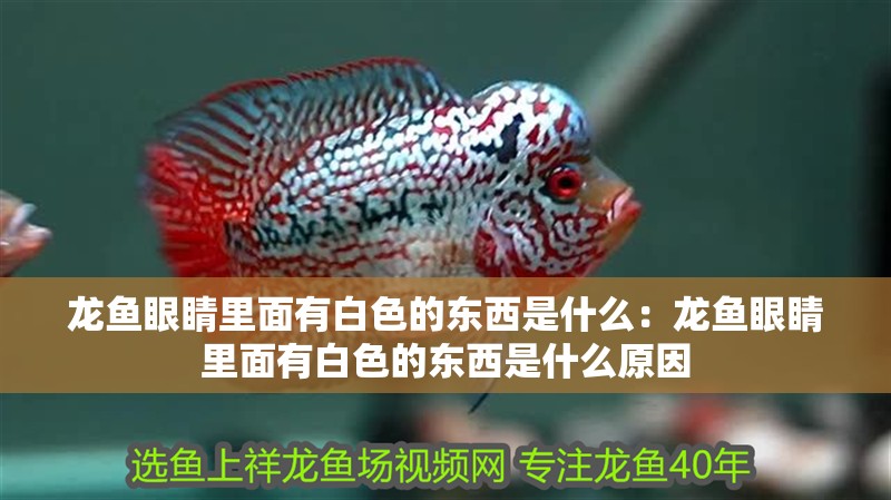 龍魚眼睛里面有白色的東西是什么：龍魚眼睛里面有白色的東西是什么原因