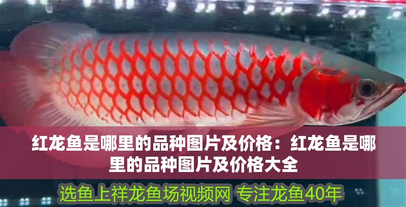 紅龍魚是哪里的品種圖片及價格：紅龍魚是哪里的品種圖片及價格大全