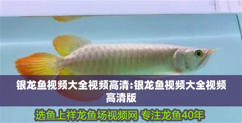 銀龍魚視頻大全視頻高清:銀龍魚視頻大全視頻高清版