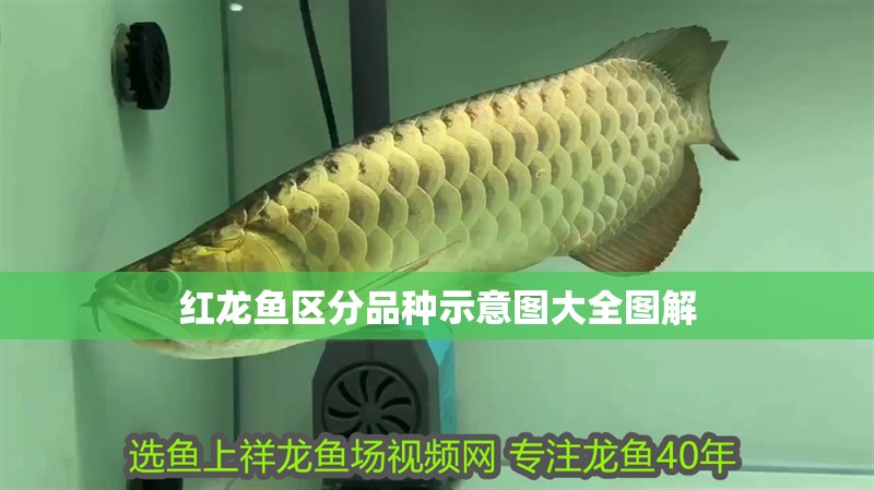 紅龍魚區分品種示意圖大全圖解
