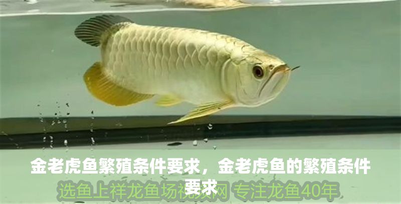 金老虎魚(yú)繁殖條件要求，金老虎魚(yú)的繁殖條件要求