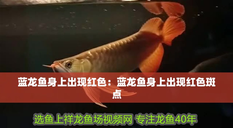 藍龍魚身上出現紅色：藍龍魚身上出現紅色斑點