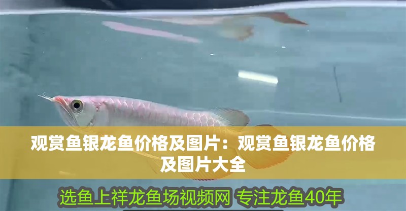觀賞魚銀龍魚價格及圖片：觀賞魚銀龍魚價格及圖片大全