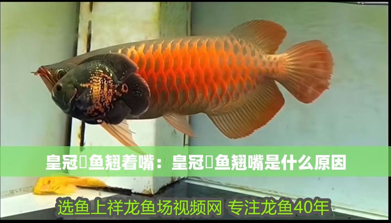 皇冠魟魚翹著嘴：皇冠魟魚翹嘴是什么原因