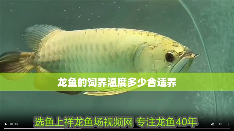 龍魚的飼養溫度多少合適養