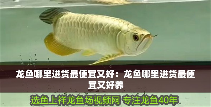 龍魚哪里進貨最便宜又好：龍魚哪里進貨最便宜又好養