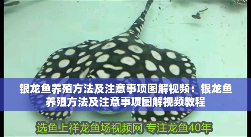 銀龍魚養殖方法及注意事項圖解視頻：銀龍魚養殖方法及注意事項圖解視頻教程