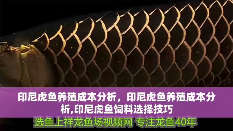 印尼虎魚養殖成本分析，印尼虎魚養殖成本分析,印尼虎魚飼料選擇技巧