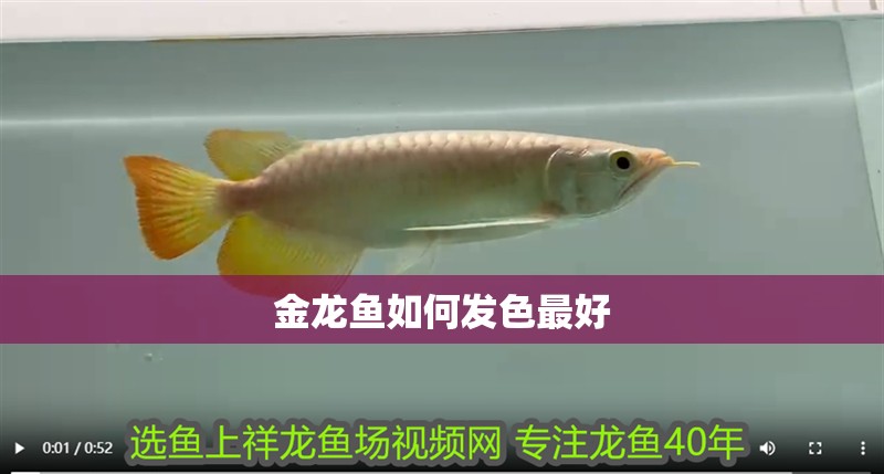 金龍魚如何發色最好