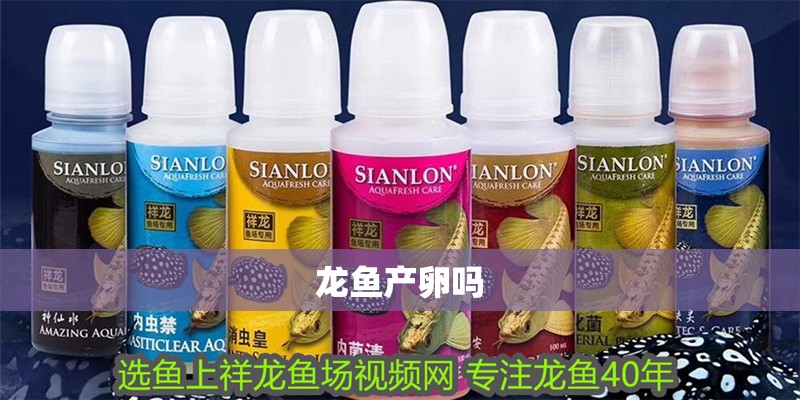 龍魚產(chǎn)卵嗎