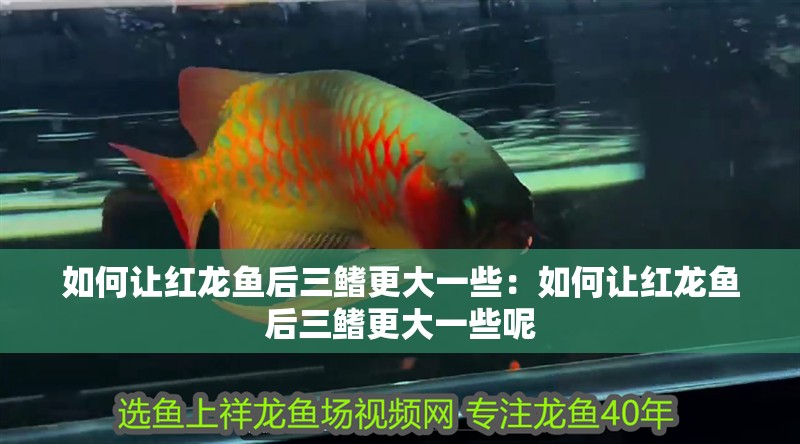 如何讓紅龍魚后三鰭更大一些：如何讓紅龍魚后三鰭更大一些呢