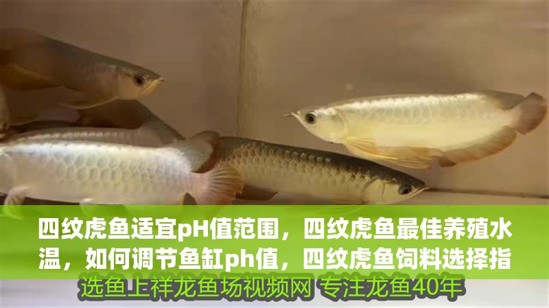 四紋虎魚適宜pH值范圍，四紋虎魚最佳養殖水溫，如何調節魚缸ph值，四紋虎魚飼料選擇指南
