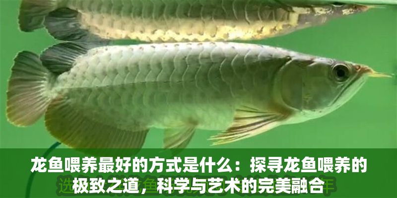 龍魚喂養最好的方式是什么：探尋龍魚喂養的極致之道，科學與藝術的完美融合
