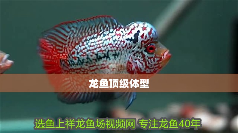 龍魚頂級體型