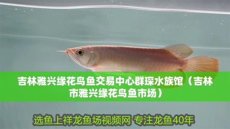吉林雅興緣花鳥魚交易中心群琛水族館（吉林市雅興緣花鳥魚市場）