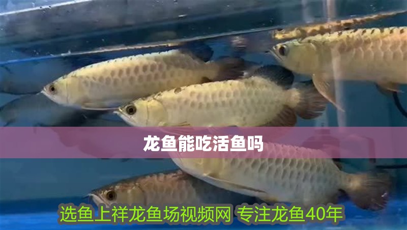 龍魚能吃活魚嗎