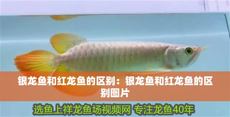 銀龍魚和紅龍魚的區別：銀龍魚和紅龍魚的區別圖片