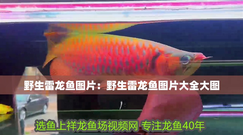 野生雷龍魚圖片：野生雷龍魚圖片大全大圖