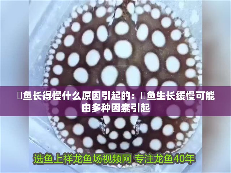 魟魚長得慢什么原因引起的：魟魚生長緩慢可能由多種因素引起