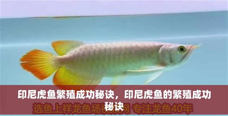 印尼虎魚繁殖成功秘訣，印尼虎魚的繁殖成功秘訣