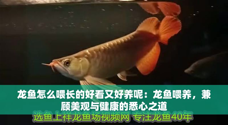 龍魚怎么喂長的好看又好養(yǎng)呢：龍魚喂養(yǎng)，兼顧美觀與健康的悉心之道