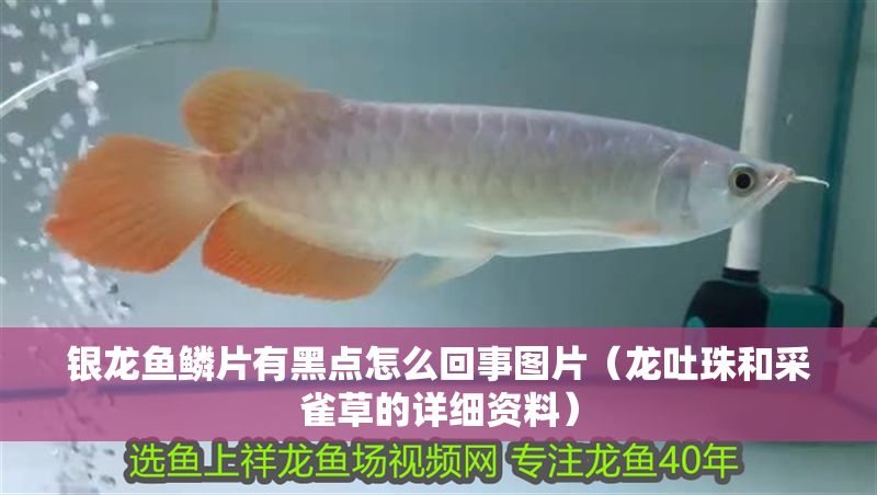 銀龍魚鱗片有黑點怎么回事圖片（龍吐珠和采雀草的詳細資料）
