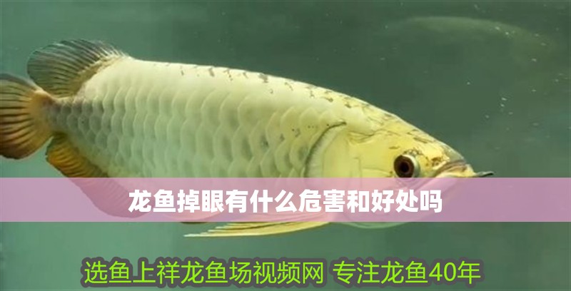 龍魚掉眼有什么危害和好處嗎