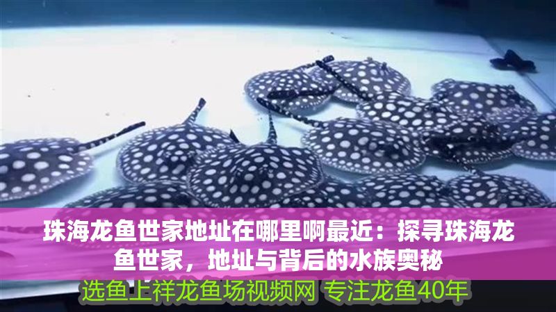 珠海龍魚世家地址在哪里啊最近：探尋珠海龍魚世家，地址與背后的水族奧秘