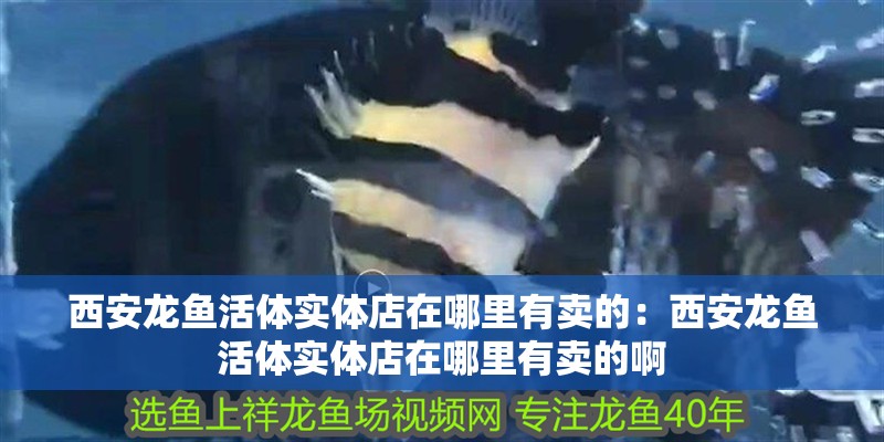 西安龍魚活體實體店在哪里有賣的：西安龍魚活體實體店在哪里有賣的啊
