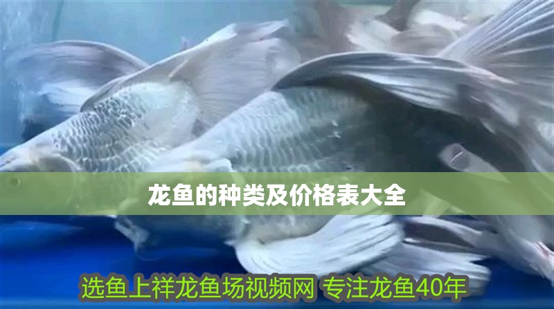 龍魚的種類及價格表大全