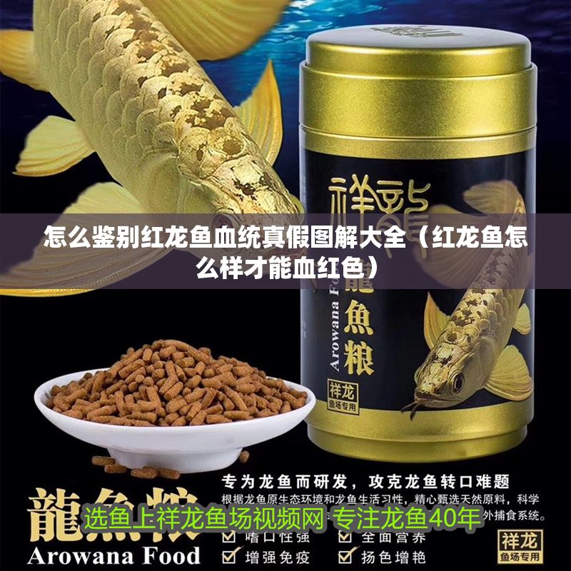 怎么鑒別紅龍魚血統真假圖解大全（紅龍魚怎么樣才能血紅色）