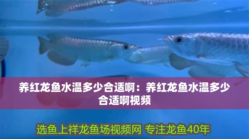 養紅龍魚水溫多少合適啊：養紅龍魚水溫多少合適啊視頻