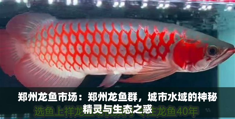 鄭州龍魚市場：鄭州龍魚群，城市水域的神秘精靈與生態之惑