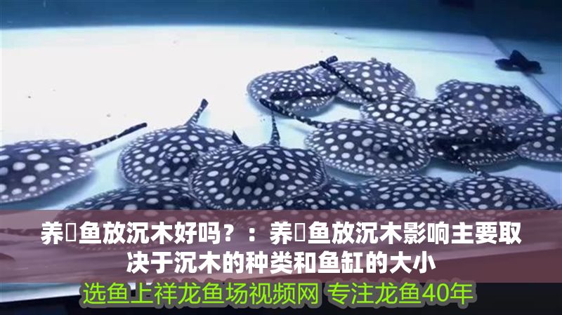 養(yǎng)魟魚放沉木好嗎？：養(yǎng)魟魚放沉木影響主要取決于沉木的種類和魚缸的大小