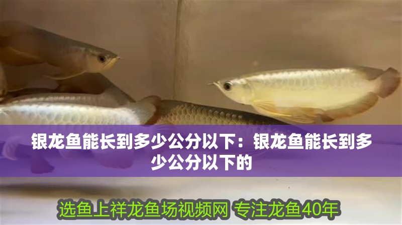 銀龍魚能長到多少公分以下：銀龍魚能長到多少公分以下的