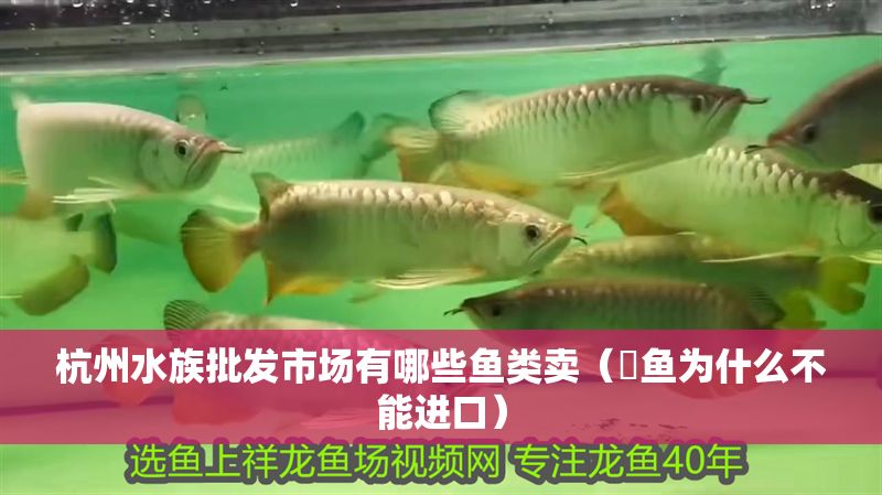 杭州水族批發市場有哪些魚類賣（鳉魚為什么不能進口）