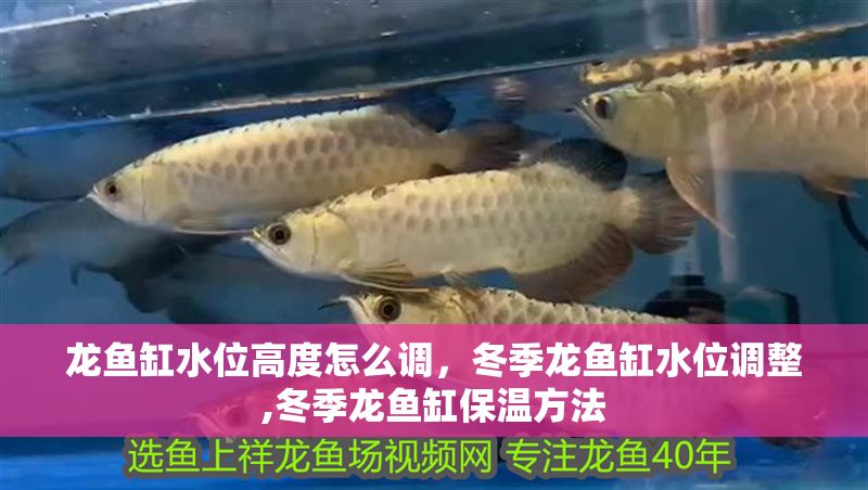 龍魚缸水位高度怎么調，冬季龍魚缸水位調整,冬季龍魚缸保溫方法 龍魚缸水位高度怎么調，冬季龍魚缸水位調整,冬季龍魚缸保溫方法 魚缸百科 第2張