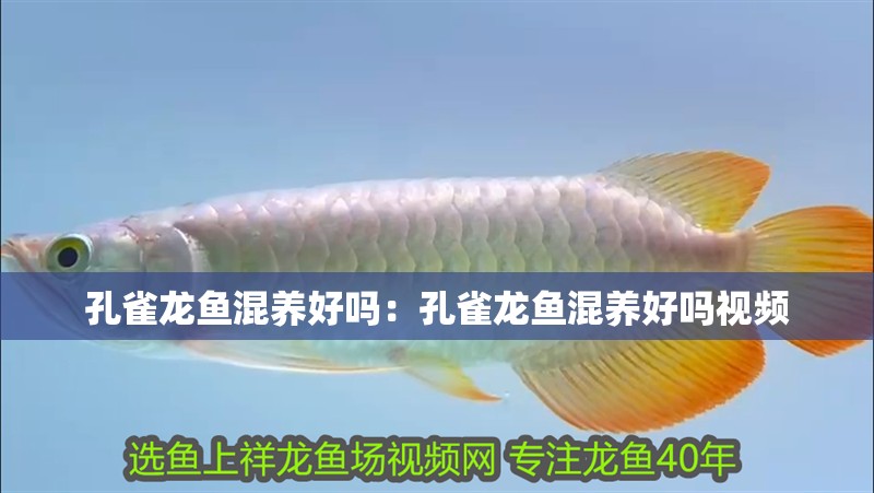 孔雀龍魚混養好嗎：孔雀龍魚混養好嗎視頻