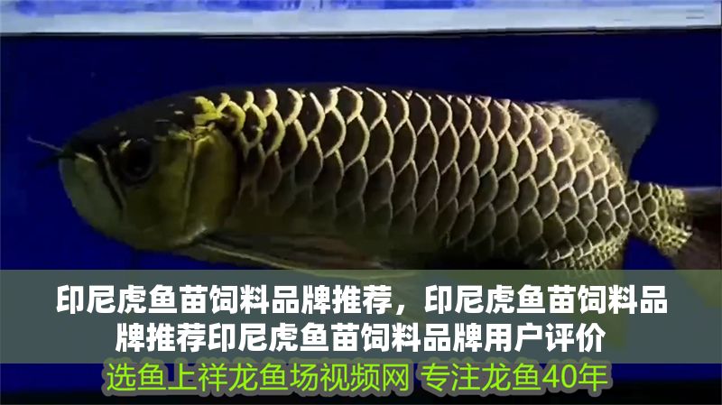 印尼虎魚苗飼料品牌推薦，印尼虎魚苗飼料品牌推薦印尼虎魚苗飼料品牌用戶評價