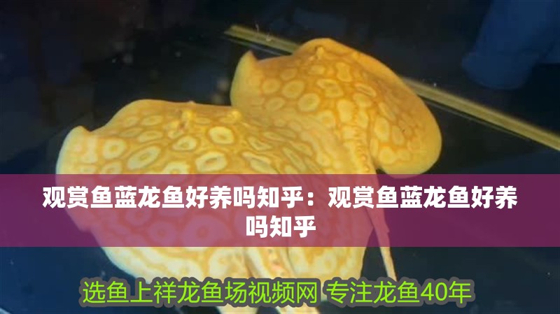 觀賞魚藍龍魚好養(yǎng)嗎知乎：觀賞魚藍龍魚好養(yǎng)嗎知乎