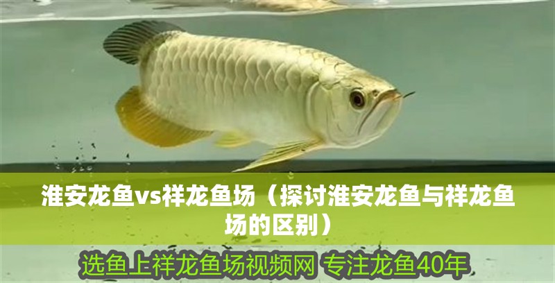 淮安龍魚vs祥龍魚場（探討淮安龍魚與祥龍魚場的區別）