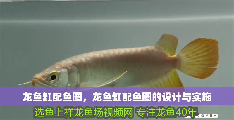 龍魚(yú)缸配魚(yú)圖，龍魚(yú)缸配魚(yú)圖的設(shè)計(jì)與實(shí)施