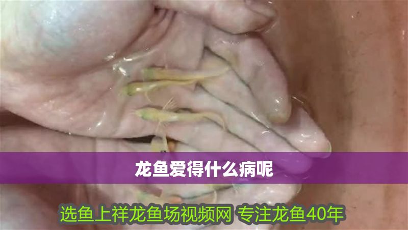 龍魚愛得什么病呢 龍魚百科 第2張 龍魚愛得什么病呢 龍魚愛得什么病呢 龍魚百科 第2張