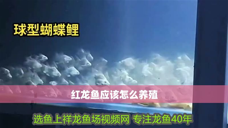 紅龍魚應(yīng)該怎么養(yǎng)殖