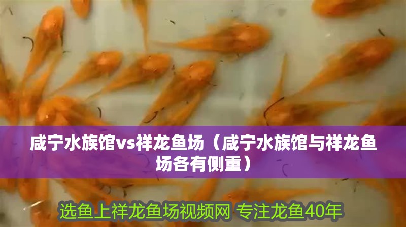 咸寧水族館vs祥龍魚場（咸寧水族館與祥龍魚場各有側重）