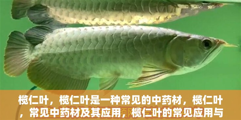 欖仁葉，欖仁葉是一種常見的中藥材，欖仁葉，常見中藥材及其應用，欖仁葉的常見應用與藥用價值，欖仁葉的常見應用與藥用價值解析