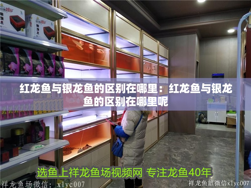 紅龍魚與銀龍魚的區別在哪里：紅龍魚與銀龍魚的區別在哪里呢