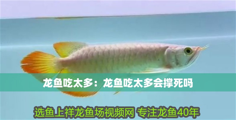 龍魚吃太多：龍魚吃太多會撐死嗎