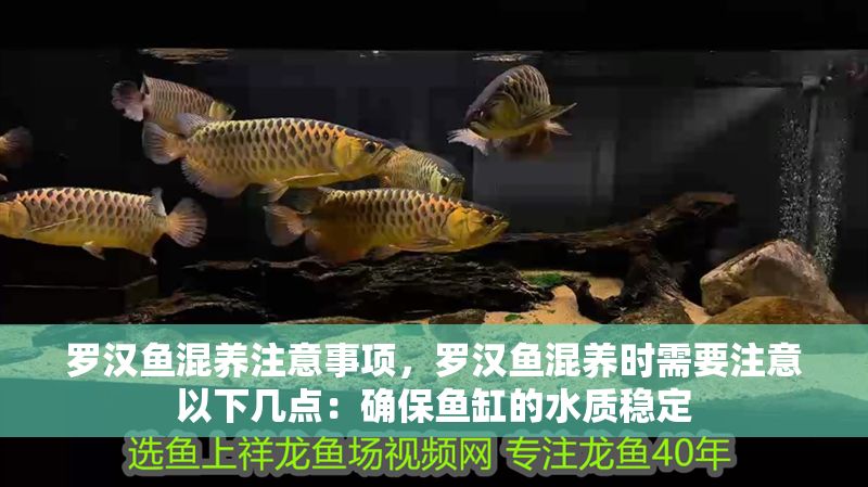 羅漢魚混養注意事項，羅漢魚混養時需要注意以下幾點：確保魚缸的水質穩定