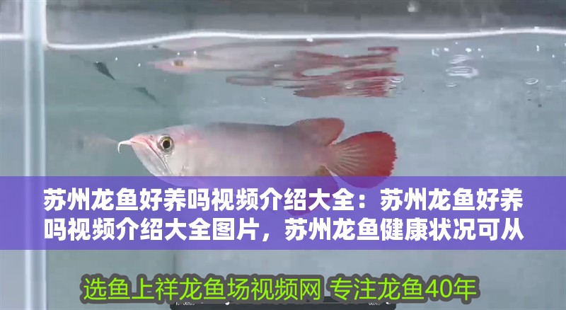 蘇州龍魚好養嗎視頻介紹大全：蘇州龍魚好養嗎視頻介紹大全圖片，蘇州龍魚健康狀況可從多維度展開